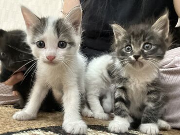 сфинкс кошка цена: 1 айлык, Эркек, Лотокко барууга үйрөтүлгөн