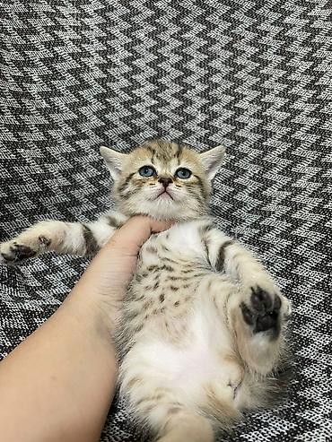 Кошки: Шотландская вислоухая — 7