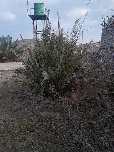 palm: Xurma (xurma xurması) palmaları – həyət və bağ sahələri üçün dekorativ — 2