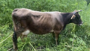 коровы беловодск: Продаю | Корова (самка) | Для молока
