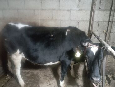 Коровы, быки: Продаю | Корова (самка) | Для молока