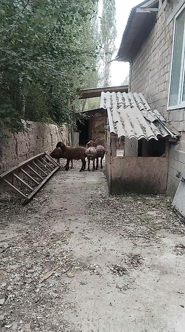 простые птички: Продаю | Баран (самец) | Гиссарская | Для разведения — 1