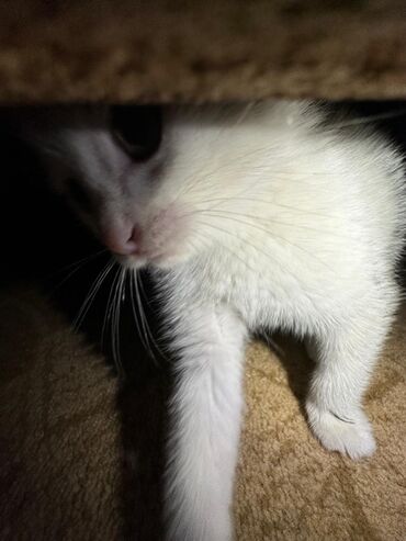 белый кот: Внимание пропала кошка 3,5 месяца безпородистая ош хакимжан район