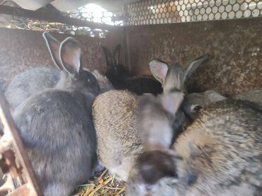 кролики в бишкеке: Продаю | Крольчиха (самка), Кролик самец | На забой, Для разведения