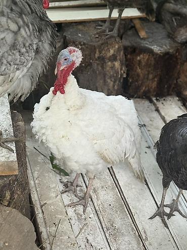toyuq cüce: Məhsul: Hind quşları (şəkillərdə bir neçə baş) - Rənglər: ağ və tünd — 2