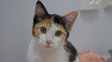 сиямский кошка: Кошка даром: Беспородная, 4 месяца, Девочка — 1