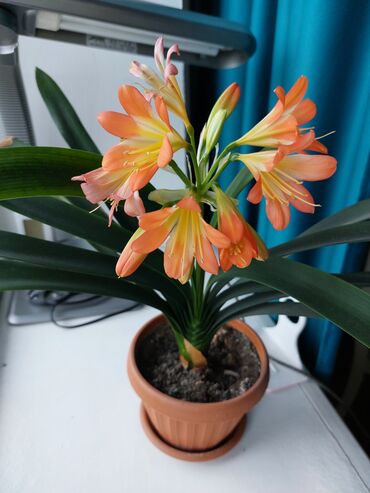орхидея цена в горшке: Продам неприхотливый, МНОГОЛЕТНИЙ цветок Кливию. Защищает дом от