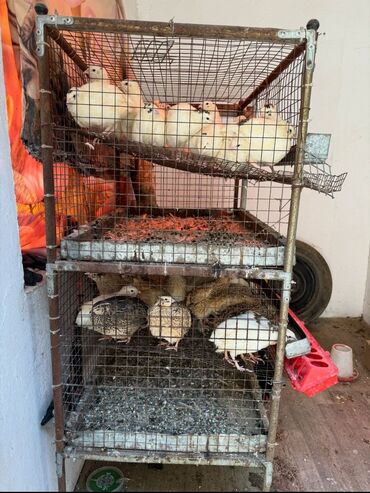 Товары и оборудование для с/х животных: Продается клетка для перепелок — 2