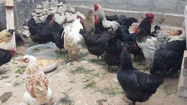 Куры, петухи: Продаю | Куры, Петух, Цыплята | Домашняя | На забой, Для разведения, Несушки — 2