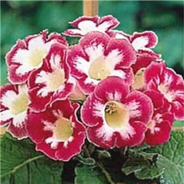 Semena i sadnice: Cena 650din / 5semenki — 9