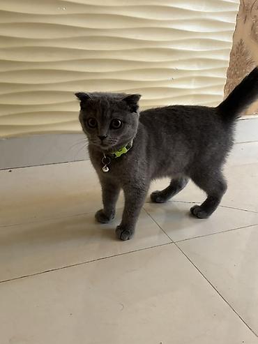 Pişiklər: Şotland yastı qulaq — 2