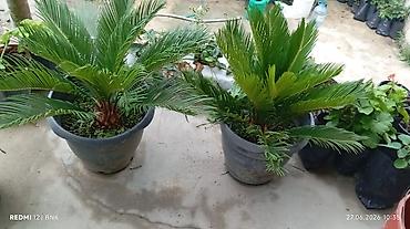 palm: Sago xurması (Cycas revoluta) – iri dibçəklərdə dekorativ palma — 1