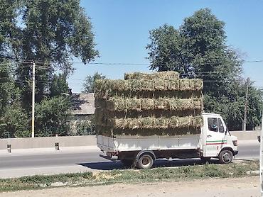 фри пир: ☘️🍀🍀Продаю Клевер ✅ 2 кос 💯 качество 🚚 доставка - — 4