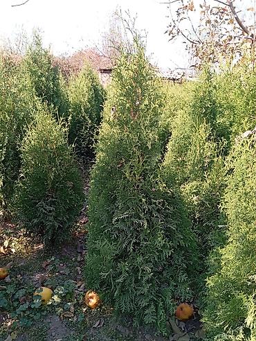 Thuja seedlings: Туя западная (Thuja occidentalis) для живых изгородей и озеленения — 8