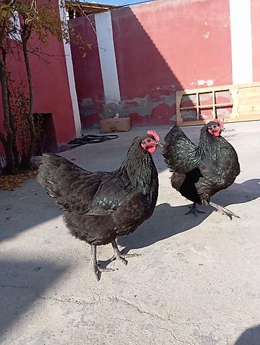 K/t heyvanları və malları: Toyuq, Australorp, Yumurtalıq — 8