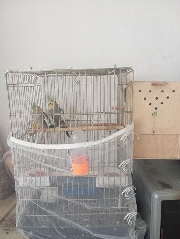 Akvarium aksessuar və ləvazimatları: 2 ədəd Korella quş+quşların yuvası və qəfəs Quşların biri erkək biri
