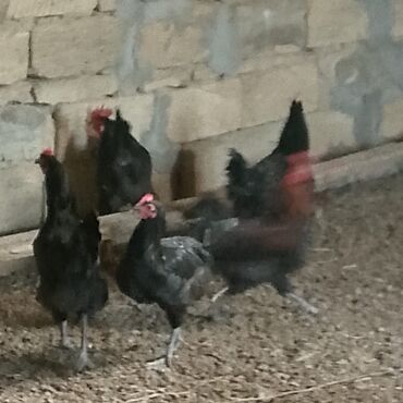 Xoruzlar: Xoruzlar satılır — 1