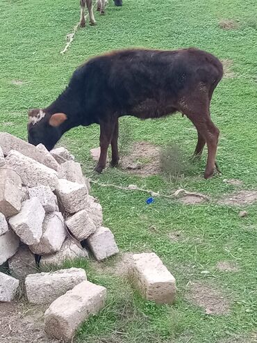 simmental inek: Dişi, il: 4, 200 kq, Damazlıq