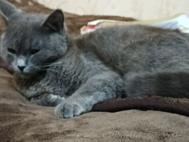 в хорошие руки: Кошки