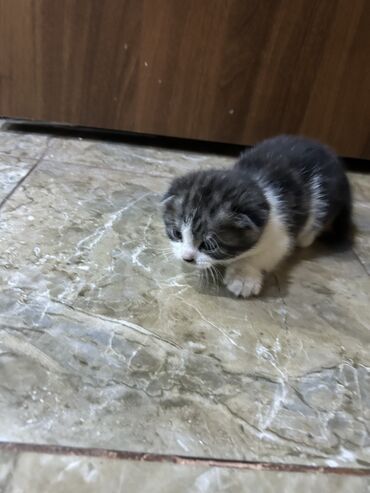 шотландская вислоухая кошка черная: Скотиш Фолд (Шотландиялык шалпаң кулак), 2 айлык, Эркек, Биколор, Лотокко барууга үйрөтүлгөн