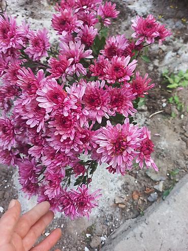 Другие виды семян и саженцев: Саженцы хризантем с пышной зеленой листвой, готовые к пересадке — 30