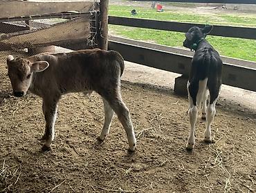 Коровы, быки: Продаю | Бык (самец), Тёлка | Для разведения — 15