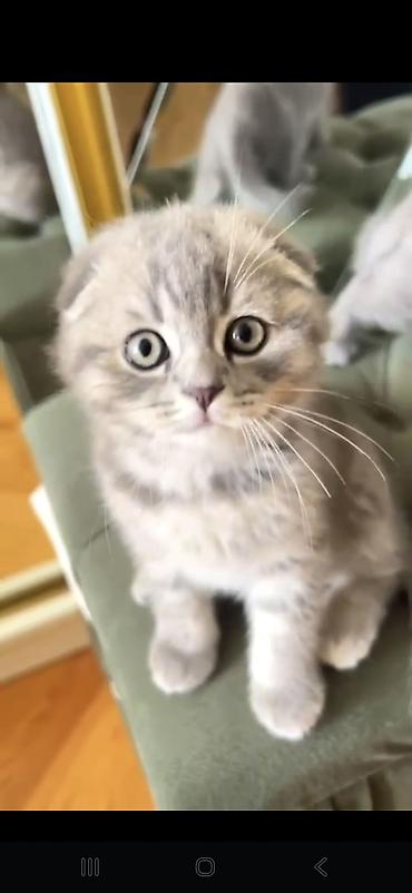 Pişiklər: Şotland, Erkək, Dişi — 4