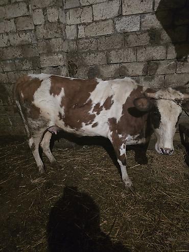 Inəklər, öküzlər: Heyvanlar satılır - Növ: iribuynuzlu mal-qara - Şəkillərdə iki baş — 9