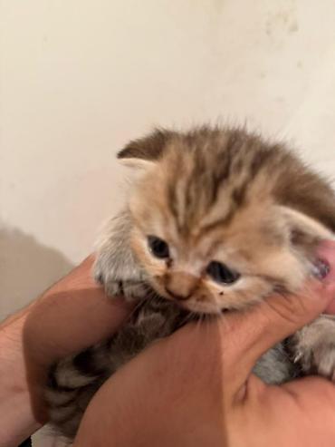 Pişiklər: Şotland — 7