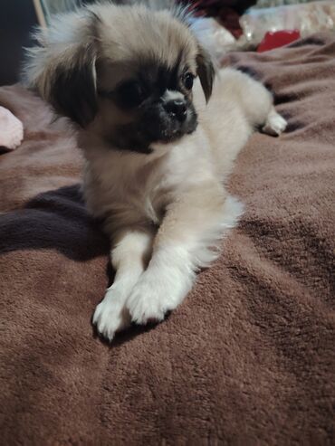 itler bala: Pekines, 3 ay, Dişi