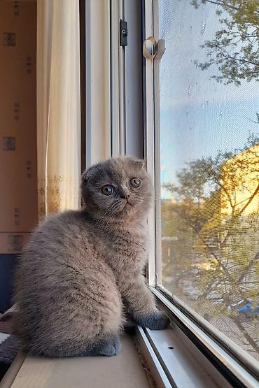 Кошки: Шотландская вислоухая — 2