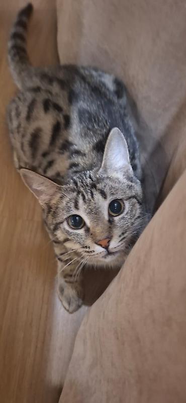 Коврики для мышки: Отдам даром в добрые руки мальчика,азиатский табби 8 месяцев, к лотку — 3