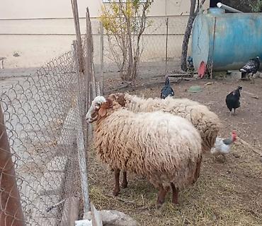 400 manat bulardan bawqada var isdesez wap yaz - Şəkildə görünən 2