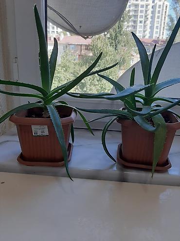 алоэ вера купить: 🌿 Aloe Vera dibçək gülü satılır 🌸 Sağlam və baxımlı Aloe Vera bitkisi — 1