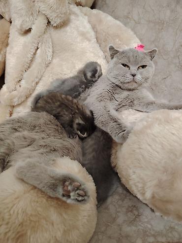 Pişiklər: Şotland -da lalafo.az — 10 Pişiklər: Şotland — 10