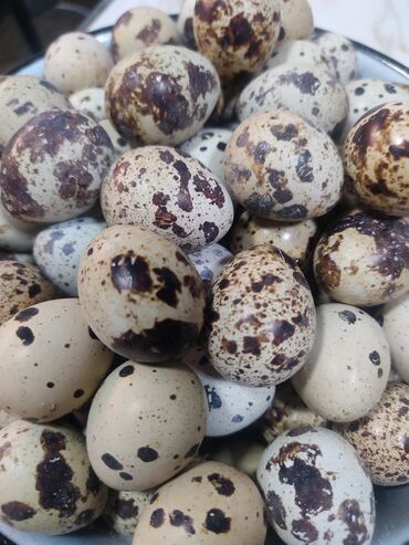 кальций для животных: Продаю перепелиное инкубационное яицо