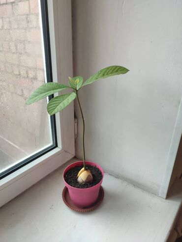 Другие комнатные растения: Авокадо высота 30-35 см