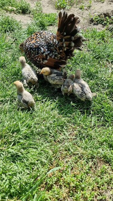 Куры, петухи: Продаю | Куры, Петух — 15
