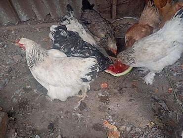цыплята брама цена: В Канте продаются куры,годовалые,крупные,несутся,среди них было много — 10