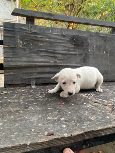 İtlər: 2 ay, Ünvandan götürmə — 12