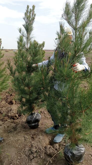 Şitillər: Toptan ve perakende formada yasil ve meyve agaclarin satisi🌴🌳🌱🍃 -da lalafo.az — 12 Şitillər: Toptan ve perakende formada yasil ve meyve agaclarin satisi🌴🌳🌱🍃 — 12