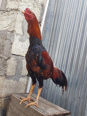 Xoruzlar: Xoruz, il: <1, Ödənişli çatdırılma — 13