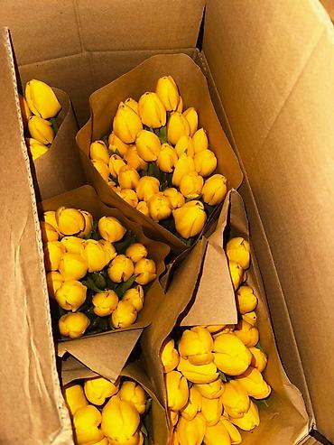 Букеты из живых цветов: В наличии Тюльпаны🌷💐 имеются в ярких и разных цветах . также есть — 7