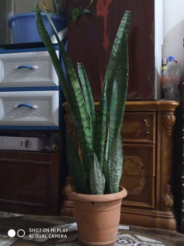 Саженцы деревьев: Maştağadadir Bitki: Sansevieriya (Qayın diləyi, “Snake Plant”) Saksı