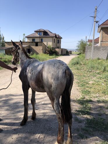 Другие животные: Тай сатылат семиз нарындан келген
