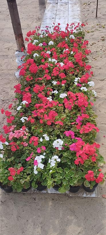 Otaq bitkiləri: Geran zonali Topdan və pərakəndə satış 🌹Hər növ sərfəli dekorativ — 6