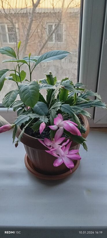 Декабристы: Шлюмбергера (декабрист) в горшке - Комнатное цветущее растение с — 1