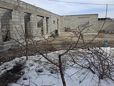 обработка плодовых деревьев: Профессиональная обрезка плодовых деревьев и формировка кроны - — 1