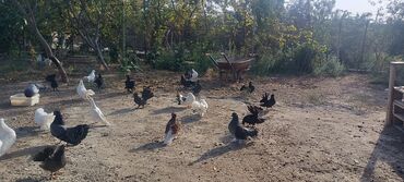 Göyərçinlər: Məhsul: müxtəlif növ ev göyərçinləri Təsvir: - Rənglər: ağ, qara — 2