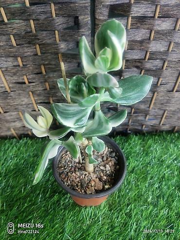 Хойи: Детки сортовой хойи, цены уточнять — 2